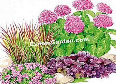 Társulási ötletek a YOU & ME® hortenziaval együtt - amelyet Ábra: Heliador /esdemgarden.com