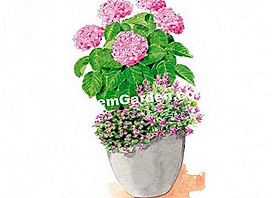 Társulási ötletek a YOU & ME® hortenziaval együtt - lila Ábra: Heliadore /esdemgarden.com
