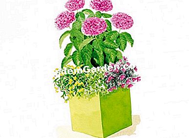 Társulási ötletek a YOU & ME® hortenziaval együtt - amelyet Ábra: Heliadore /esdemgarden.com