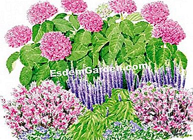 Társulási ötletek a YOU & ME® hortenziaval együtt - lila Ábra: Heliadore /esdemgarden.com