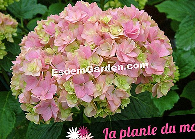 Társulási ötletek a YOU & ME® hortenziaval együtt - hortenziaval Mit kell ültetni a YOU & ME ® 'Együtt' hortenziaval?