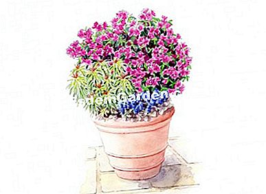 Idei de asociere cu azalee - ENCORE® - Sangria - (idei) Ilustrație: Heliadore / EsdemGarden