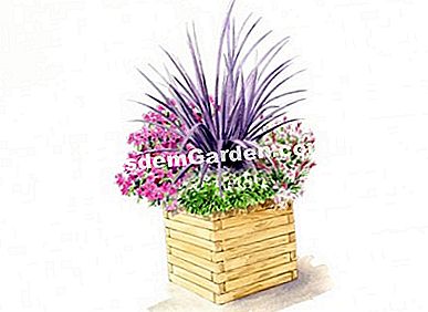 Idei de asociere cu azalee - ENCORE® - Sangria - (idei) Ilustrație: Heliadore / EsdemGarden