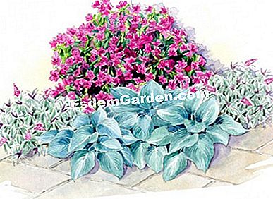 Idei de asociere cu azalee - ENCORE® - Sangria - (encore) Ilustrație: Heliadore / EsdemGarden