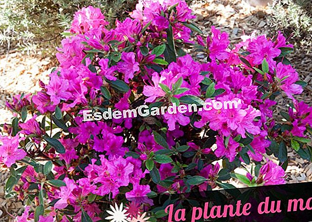 Idei de asociere cu azalee - ENCORE® - Sangria - (asociere) Azalea - Encore® - Sangria