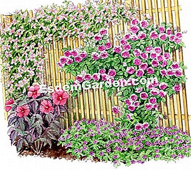 Idea persatuan dengan clematis Giant Star 'FORTIS - (dengan) Di atas pagar