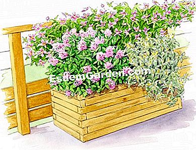 Idea persatuan dengan clematis Giant Star 'FORTIS - (clematis) Ilustrasi bekas yang ditanam