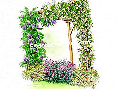 Idea persatuan dengan clematis Giant Star 'FORTIS - (idea) Ilustrasi pergola yang ditanam