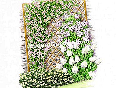 Idea persatuan dengan clematis Giant Star 'FORTIS - (idea) Ilustrasi dinding yang ditanam