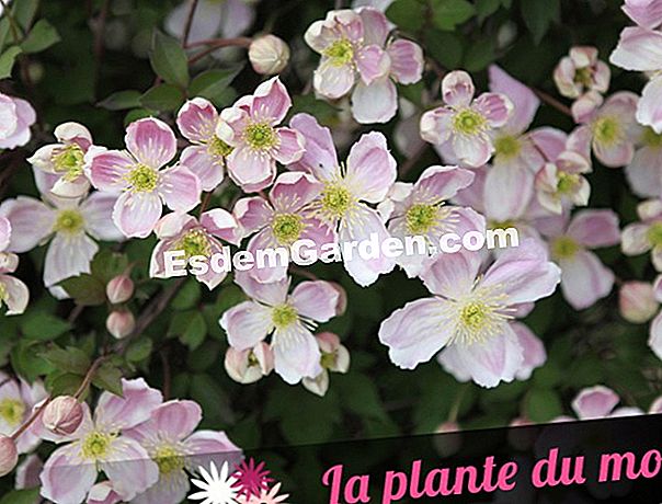Idea persatuan dengan clematis Giant Star 'FORTIS - (idea) Clematis FORTIS 'Giant Star'