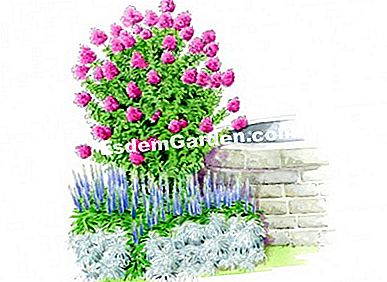 Idea untuk persatuan dengan India lilac DENGAN LOVE ® 'Chérie' - (lilac) Ilustrasi Heliadore