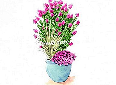 Idea untuk persatuan dengan India lilac DENGAN LOVE ® 'Chérie' - (idea) Ilustrasi Heliadore