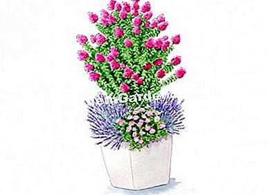 Idea untuk persatuan dengan India lilac DENGAN LOVE ® 'Chérie' - (dengan) Ilustrasi Heliadore