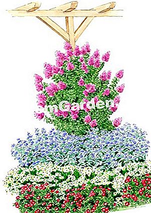 Idea untuk persatuan dengan India lilac DENGAN LOVE ® 'Chérie' - (untuk) Ilustrasi Heliadore