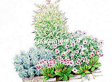 Idee di associazione con Nandina SENSATION ® 'Twilight' - (sensation) Illustrazione di scena fiorito