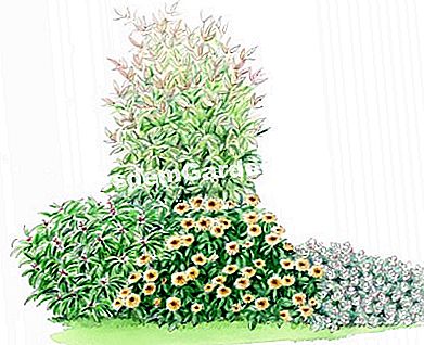 Idee di associazione con Nandina SENSATION ® 'Twilight' - (associazione) Illustrazione massiccia