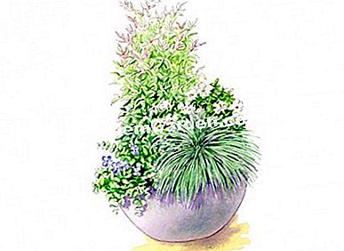 Idee di associazione con Nandina SENSATION ® 'Twilight' - (Twilight) Illustrazione della composizione del vassoio