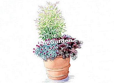 Idee di associazione con Nandina SENSATION ® 'Twilight' - (idee) Illustrazione composizione vasino