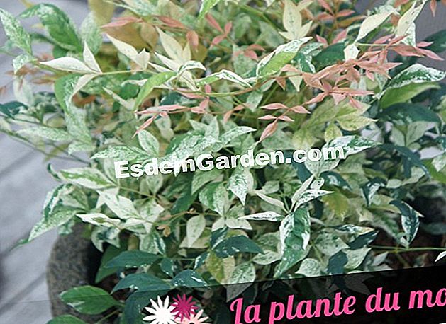 Idee di associazione con Nandina SENSATION ® 'Twilight' - (sensation) nandina SENSATION ® 'Twilight'