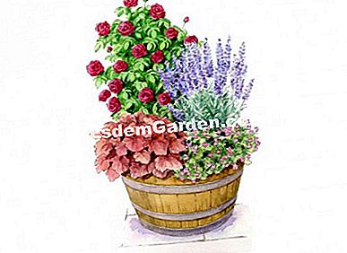 Idei de asociere cu trandafirul PARFUMA ® Ilustrație: Heliadore / EsdemGarden
