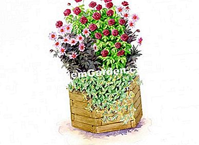 Idei de asociere cu trandafirul PARFUMA ® Ilustrație: Heliadore / EsdemGarden