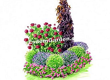 Idei de asociere cu trandafirul PARFUMA ® Ilustrație: Heliadore / EsdemGarden
