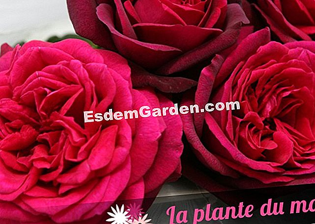 Idei de asociere cu trandafirul PARFUMA ® Rose tree - PARFUMA ® -