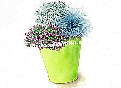 Idei de asociere cu veronica COLLECTION® Ilustrare Hotpot de flori