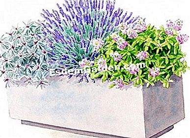 Idei de asociere cu veronica COLLECTION® Ilustrare tavă de flori