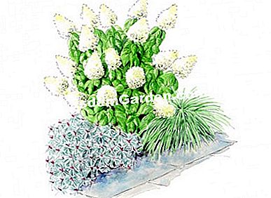 Idei de asociere cu veronica COLLECTION® Ilustrare scenă de flori