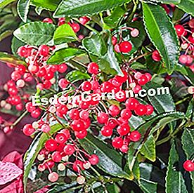 Akhir tahun yang penuh warna - (warna) Berry ardisia crenata menerangi tempat kejadian.