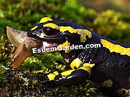 50.000 Osservazioni per la foresta: partecipa! - (foresta) salamandra
