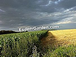 OGM: fin de la moratoria al maíz MON810 - (mon810) Campo de maíz
