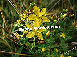 Recolección de verano - (verano) Hierba de San Juan (Hypericum perforatum)