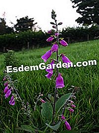 Recolección de verano - (verano) Dedalera morada