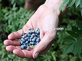 Recolección de verano - (como) Escogiendo arándanos