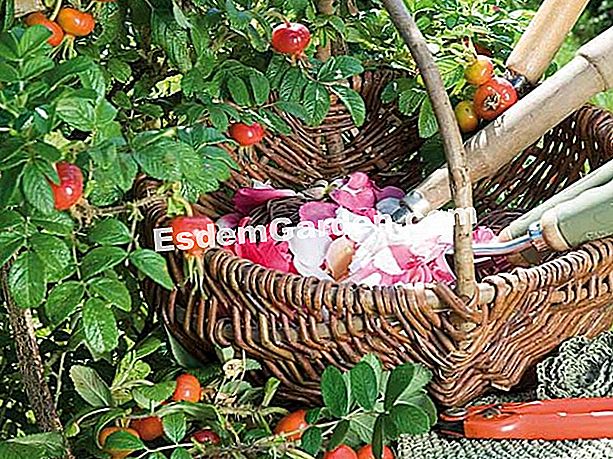 15 Ekologinių gestų, skirtų daržiniui kitaip - juos F. Marre - esdemgarden.com- Roquelin sodas