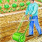 Gründünger wächst - (Gründüngung) stampfen