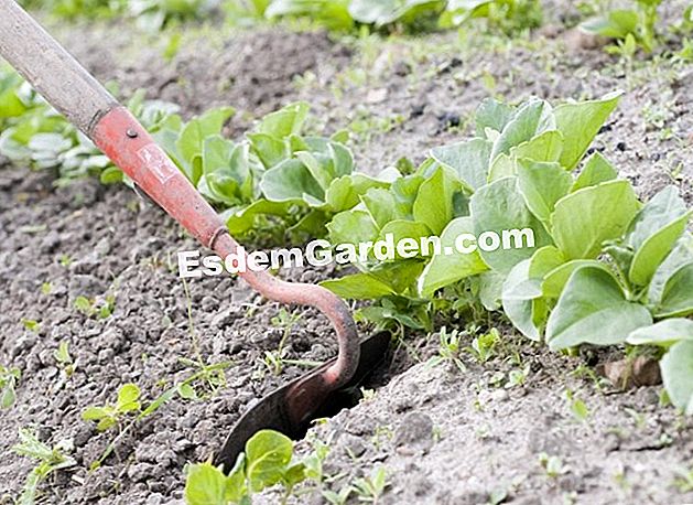 Kosakata Di Kebun Apa Itu Biner Semua Tentang Berkebun Dan Definisi
