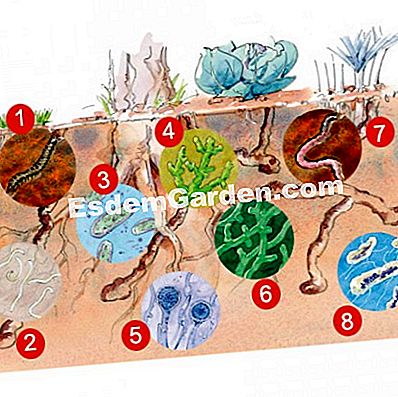 Microfauna của đất