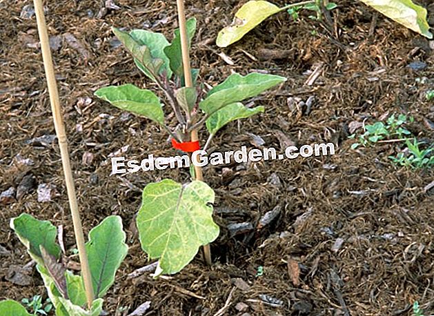 Pacciamatura, pesticidi, ph, brughiere, ibridi F1, ecc.: piccolo lessico bio - (pacciamatura) Pacciamatura con