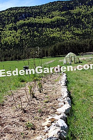 Taman dapur di permaculture di kalangan pengakap (06) - (rumah) Taman dapur di permaculture di kalangan pengakap (06): yang