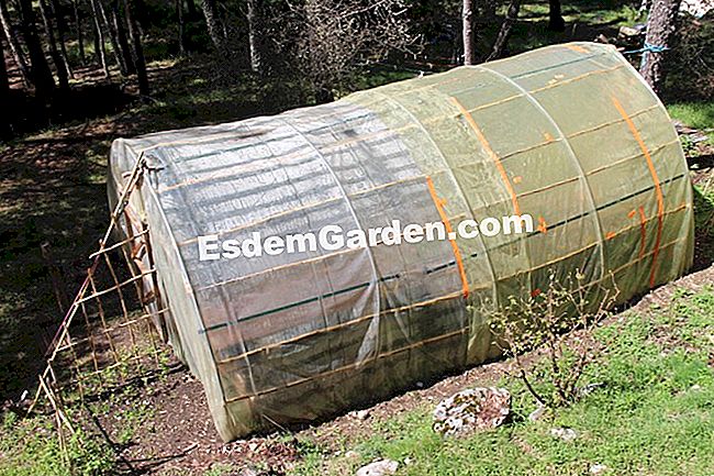Taman dapur di permaculture di kalangan pengakap (06) - (rumah) Taman dapur di permaculture di kalangan pengakap (06): permaculture
