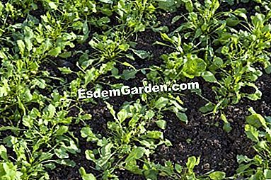 パーマカルチャーで農場で栽培された野菜 - (permacultureファーム上の様々な野菜について得られた品種および結果。) クレソン