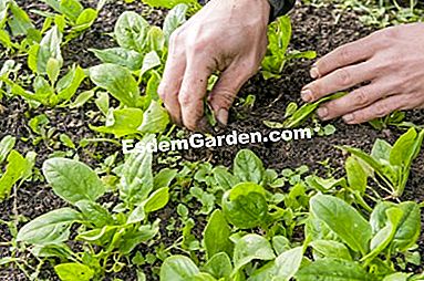 パーマカルチャーで農場で栽培された野菜 - (permacultureファーム上の様々な野菜について得られた品種および結果。) ほうれん草