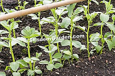 パーマカルチャーで農場で栽培された野菜 - (permacultureファーム上の様々な野菜について得られた品種および結果。) 豆の列