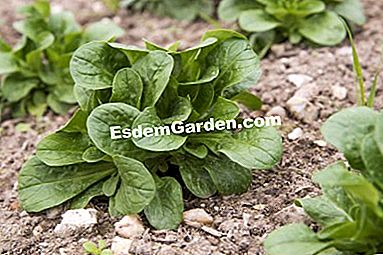 パーマカルチャーで農場で栽培された野菜 - (permacultureファーム上の様々な野菜について得られた品種および結果。) 羊の列