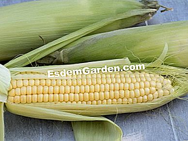 パーマカルチャーで農場で栽培された野菜 - (permacultureファーム上の様々な野菜について得られた品種および結果。) 新鮮なコーン