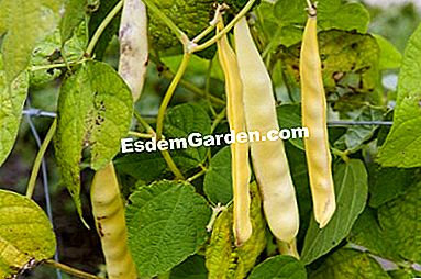 パーマカルチャーで農場で栽培された野菜 - (permacultureファーム上の様々な野菜について得られた品種および結果。) 'ゴールドマリー'マンゲウトローイングビーン