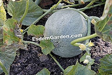 パーマカルチャーで農場で栽培された野菜 - (permacultureファーム上の様々な野菜について得られた品種および結果。) メロン「ツアーのスクラン」